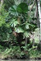 LicualaRamsayi01.jpg