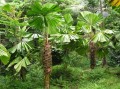 LicualaRamsayi04.jpg