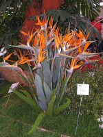 Strelitzia Reginae 'Dwarf'