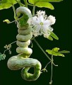 TrichosanthesCucumerinaAnguina04.jpg