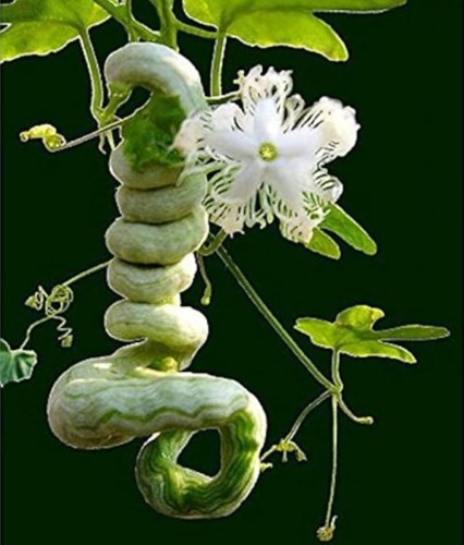 TrichosanthesCucumerinaAnguina04.jpg