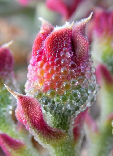 MesembryanthemumCrystallinum01.jpg