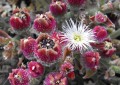 MesembryanthemumCrystallinum02.jpg