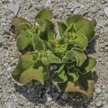 MesembryanthemumCrystallinum03.jpg
