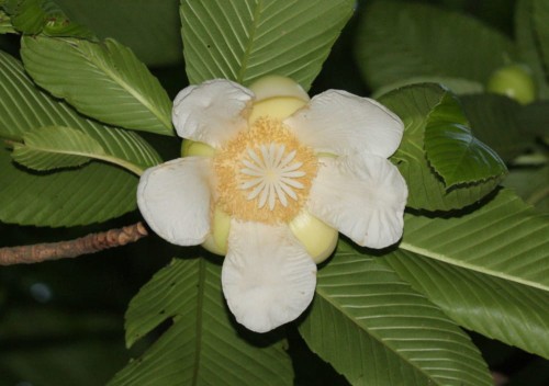 DilleniaIndica02.jpg