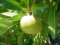 DilleniaIndica01.jpg