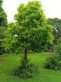 DilleniaIndica03.jpg