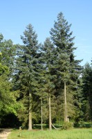 Abies Procera