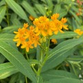 AslcepiasCurassavicaSilkyGold02.jpg