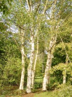 Betula Pendula Subsp.Mandshurica