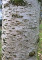 BetulaMandshurica03.jpg