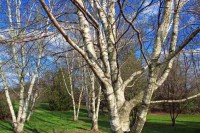 Betula Populifolia