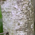 BetulaPopulifolia03.jpg