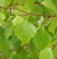 BetulaPopulifolia01.jpg