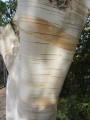 BetulaJacquemontii01.jpg