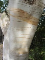 Betula Utilis Subsp.Jacquemontii