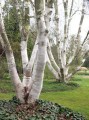 BetulaJacquemontii04.jpg
