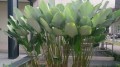 CalatheaLutea01.jpg