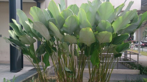 CalatheaLutea01.jpg