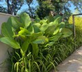 CalatheaLutea03.jpg