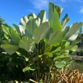 CalatheaLutea02.jpg
