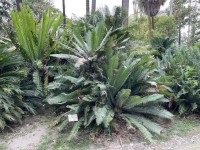Dioon Edule 