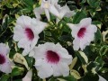 Starr_070906-9102_Pandorea_jasminoides.jpg
