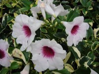 Pandorea Jasminoides 