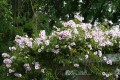 PandoreaJasminoides04.jpg