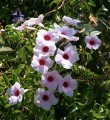 PandoreaJasminoides03.jpg