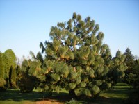 Pinus Montezumae