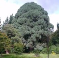 PinusMontezumae03.jpg