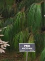 PinusMontezumae02.jpg