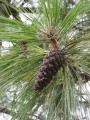 PinusMontezumae05.jpg