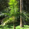 RoystoneaOleracea04.jpg