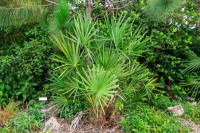 Serenoa Repens 