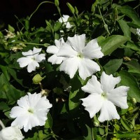 Thunbergia Fragrans