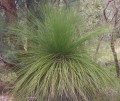 Xanthorrhoeapreissii01.jpg