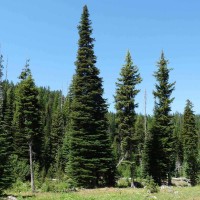 Abies Lasiocarpa 