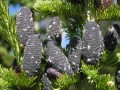 AbiesLasiocarpa03.jpg