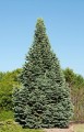 AbiesLasiocarpa02.jpg