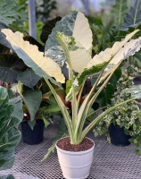 Alocasia Macrorrhiza Variegata (cebulka)