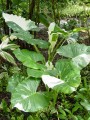 AlocasiaMacrorrhizaVar02.jpg