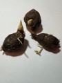 AlocasiaMacrorrhizaVar06.jpg