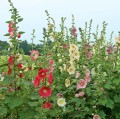 AlceaRosea02.jpg