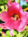 AlceaRosea03.jpg