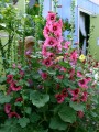 AlceaRosea05.jpg