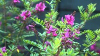 Indigofera Tinctoria 