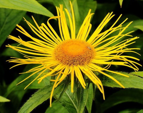 InulaRacemosa02.jpg