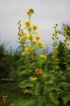 InulaRacemosa01.jpg